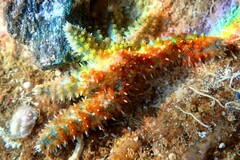 Coscinasterias tenuispina