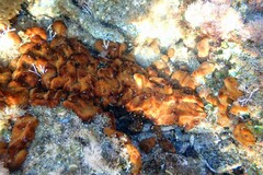 Chondrilla nucula
