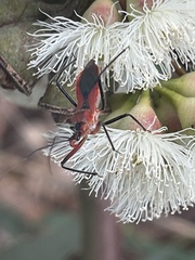 Gminatus