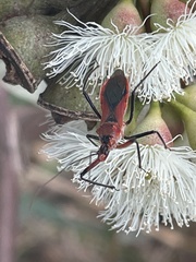 Gminatus