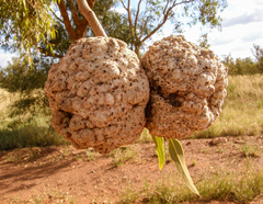 Cystococcus pomiformis