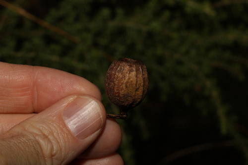 Image of Needlebark by (c) Greg Tasney, some rights reserved (CC BY-SA)