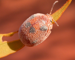 Trachymela sjoestedti