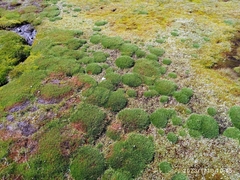 Oreobolus pectinatus