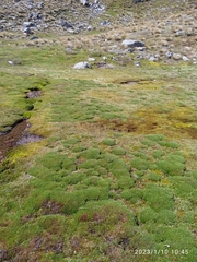 Oreobolus pectinatus