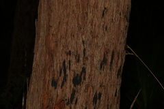 Eucalyptus planchoniana