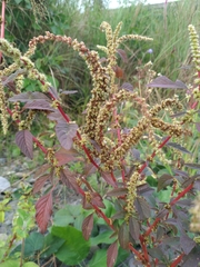 Amaranthus spinosus