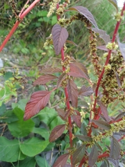 Amaranthus spinosus