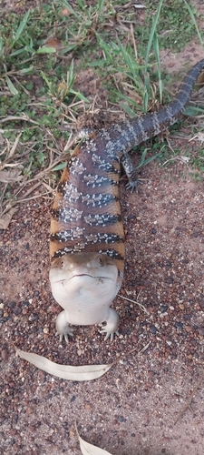Common Bluetongue, Humpty Doo NT 0836, Australia, photo 10 of 10