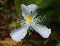 Capparis rheedei