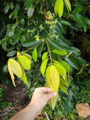 Cinnamomum iners