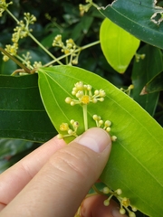 Cinnamomum iners