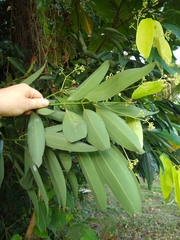 Cinnamomum iners
