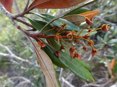 Acridocarpus austrocaledonicus