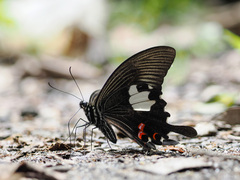 Papilio iswaroides