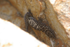 Pachydactylus affinis