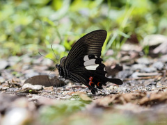 Papilio iswaroides
