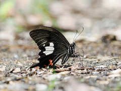 Papilio iswaroides
