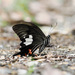 Papilio iswaroides - Photo (c) CheongWeei Gan, algunos derechos reservados (CC BY), subido por CheongWeei Gan