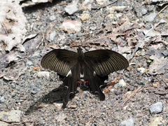 Papilio iswaroides