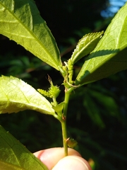 Acalypha siamensis