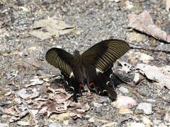 Papilio iswaroides