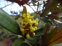 Acridocarpus austrocaledonicus