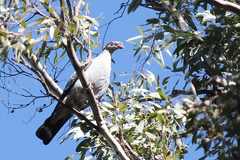 Lopholaimus antarcticus