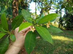 Fagraea fragrans
