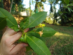 Fagraea fragrans