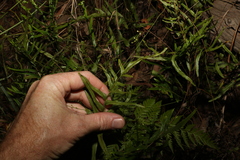 Lindsaea ensifolia