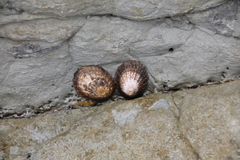 Cellana denticulata