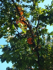 Saraca thaipingensis
