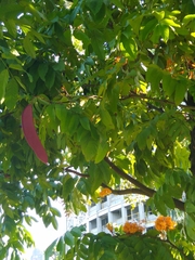 Saraca thaipingensis
