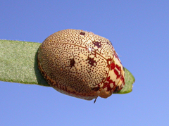 Paropsis thyone