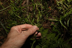 Lindsaea ensifolia