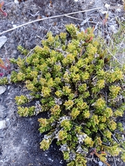 Veronica densifolia