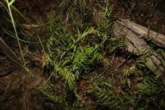 Lindsaea ensifolia
