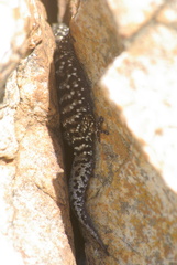 Pachydactylus affinis