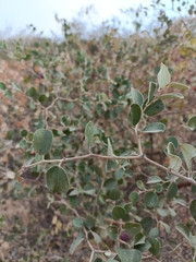Ziziphus