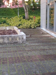 Garrulax leucolophus