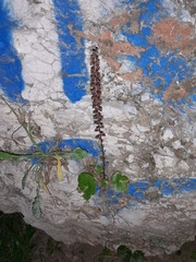 Umbilicus horizontalis