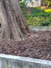 Garrulax leucolophus