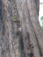 Garrulax leucolophus