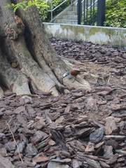 Garrulax leucolophus