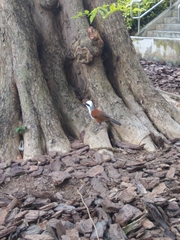 Garrulax leucolophus