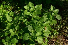 Urtica membranacea