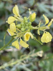 Rhamphospermum arvense