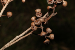 Eucalyptus carnea