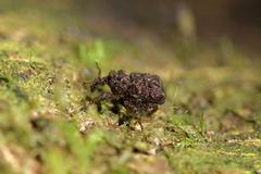 Phrynixus astutus